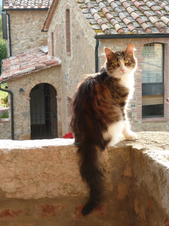 Agriturismo Colli Di Travale Montieri Екстер'єр фото